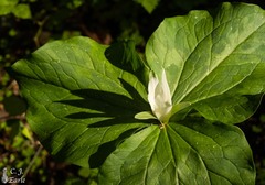 Trillium albidum