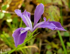 Iris tenax