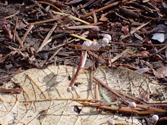 Collybiopsis quercophila