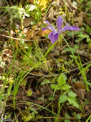 Iris tenax