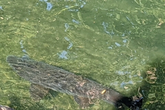 Salmo trutta
