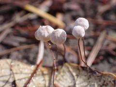 Collybiopsis quercophila