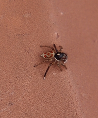 Maratus leo