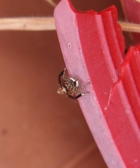 Maratus leo