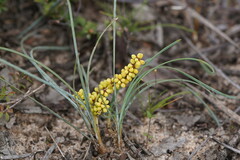 Lomandra collina