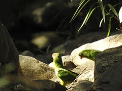 Psittacara holochlorus