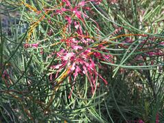 Hakea purpurea