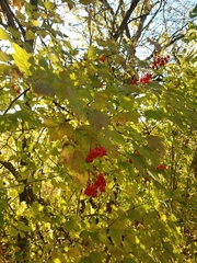 Viburnum opulus