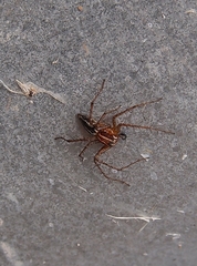 Oxyopes gracilipes