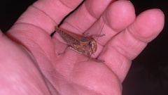 Shirakiacris shirakii
