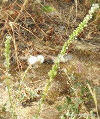 Reseda alba