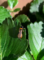 Chauliognathus lugubris