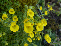 Calceolaria tenella