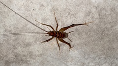 Tachycines asynamorus