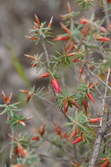 Stenanthera conostephioides