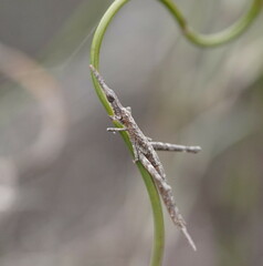 Vandiemenella viatica