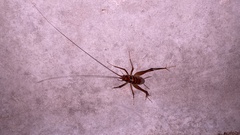 Tachycines asynamorus
