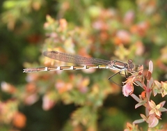 Austrolestes annulosus