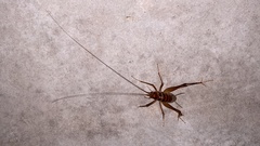 Tachycines asynamorus