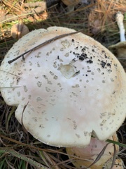 Amanita persicina