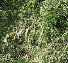 Arundo donax