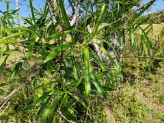 Sapium haematospermum