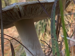 Amanita persicina