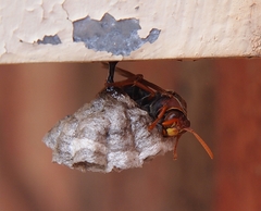 Polistes humilis humilis