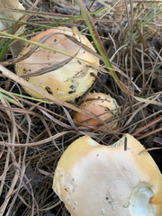 Amanita persicina