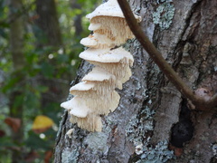 Irpiciporus
