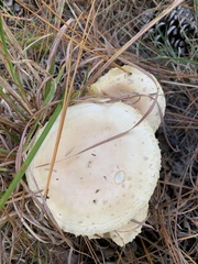 Amanita persicina