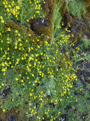 Calceolaria tenella