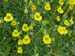Calceolaria tenella