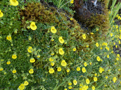 Calceolaria tenella