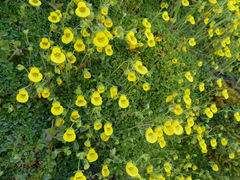 Calceolaria tenella