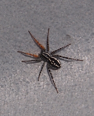Nyssus coloripes