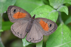 Cassionympha cassius