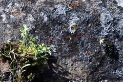 Potentilla hyparctica