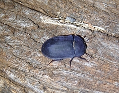 Pterohelaeus