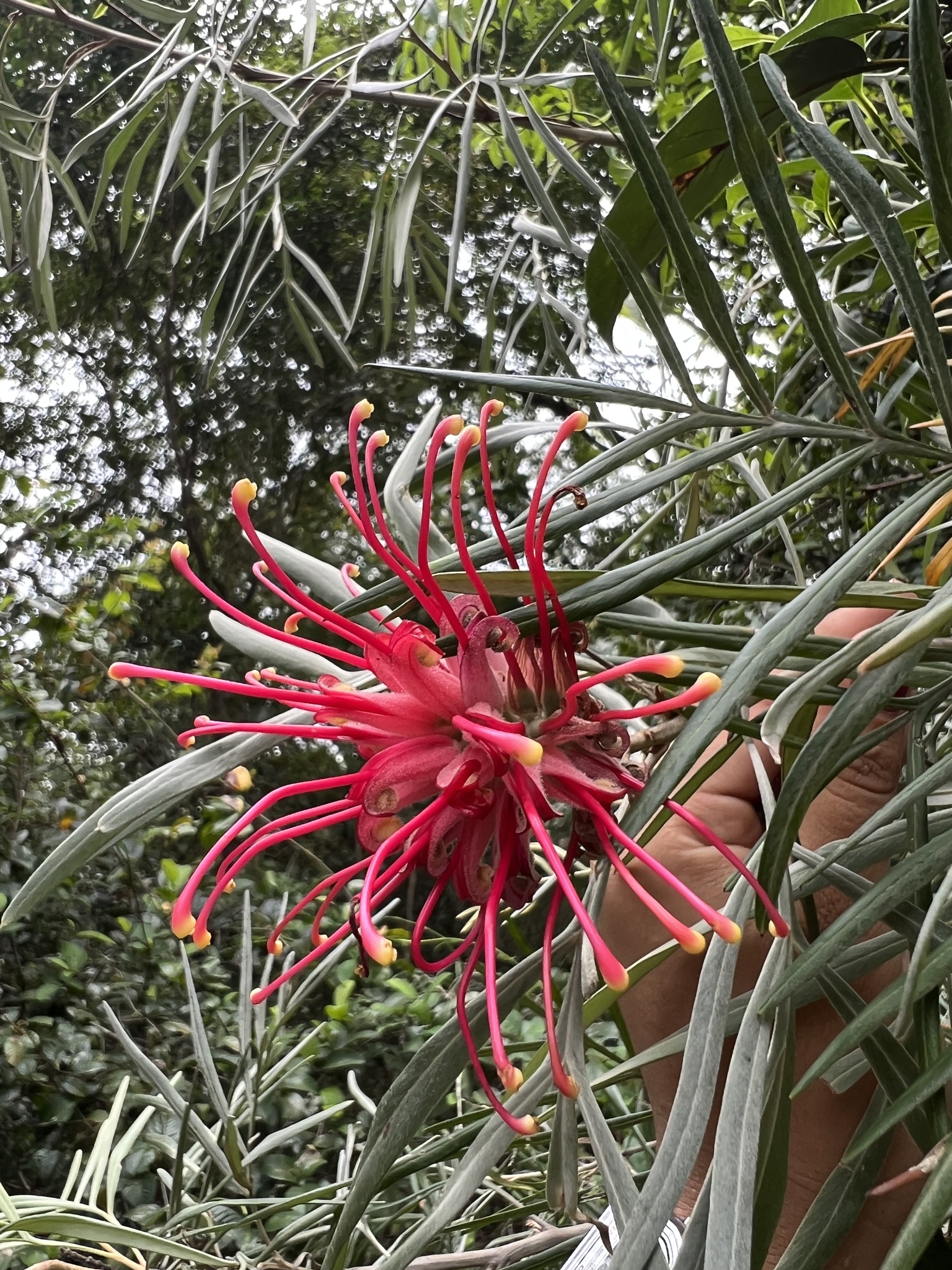 Grevillea banksii