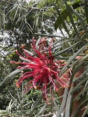 Grevillea