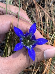 Gentiana autumnalis