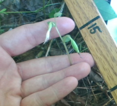 Triphora trianthophoros