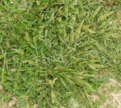 Sclerochloa dura
