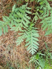 Phacelia tanacetifolia