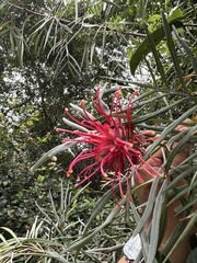 Grevillea
