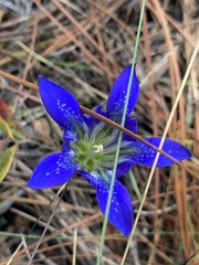 Gentiana autumnalis
