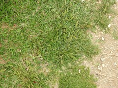 Sclerochloa dura