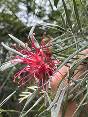 Grevillea