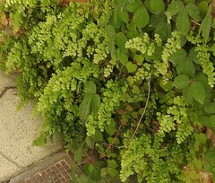 Adiantum capillus-veneris